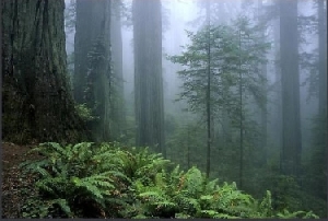Misty Woods of Havenwood Tales