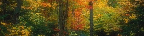 cropped-autumn-wallpaper-forest-2.jpg