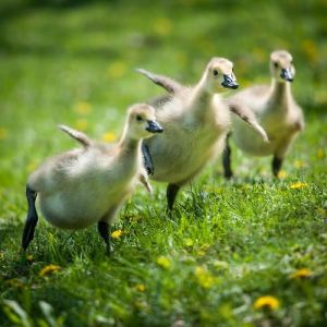 spring duckings 